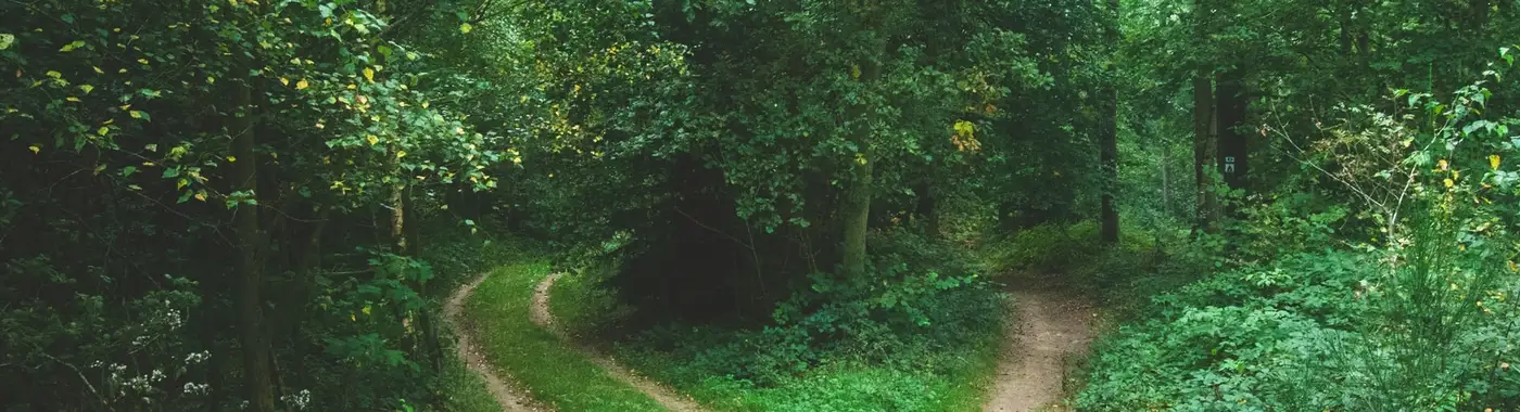 Ein Waldweg teilt sich in zwei Richtungen zwischen grünen Bäumen.